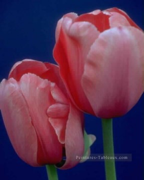 Fleurs réalistes œuvres - xsh012cB réaliste photographique fleur